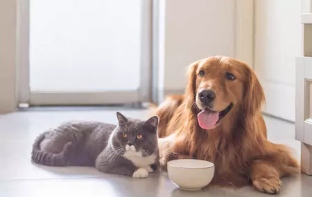 Os hámsters poden comer golosinas para cans?