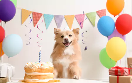 Que necesitas para unha festa de aniversario de mascota?